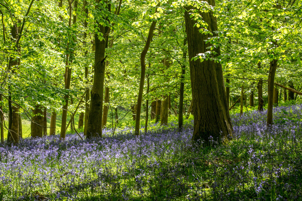 Woodland with bluebells in sunlight
