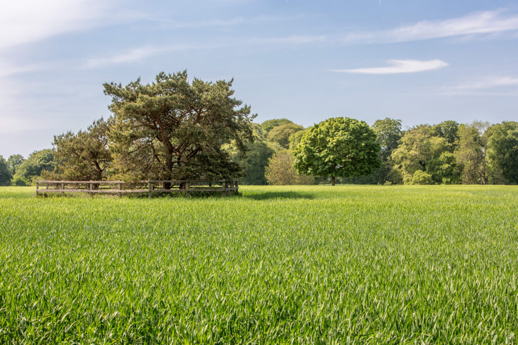 Lush green field with trees.
