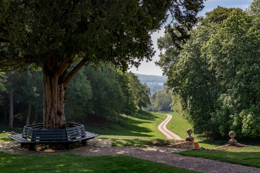 Scenic pathway through lush greenery.